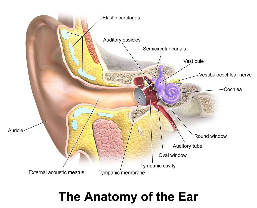 The anatomy of the ear.